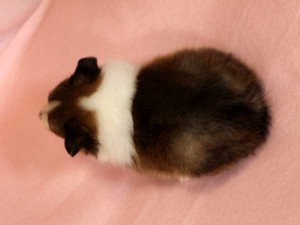 シェットランドシープドッグ（シェルティー、シェルティ）子犬販売、男の子（牡,雄,オス,Male）、セーブル（セーブル＆ホワイト）2014年09月07日産まれ、神奈川県ブリーダー、ID7369