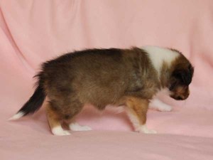 シェットランドシープドッグ（シェルティー、シェルティ）子犬販売、セーブル（セーブル＆ホワイト）、女の子（牝,雌,メス,Female）、2014年09月07日産まれ、神奈川県ブリーダー、ID7370