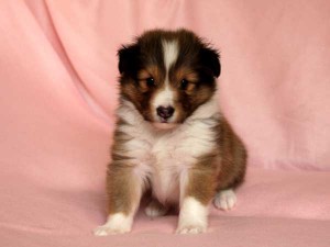 シェットランドシープドッグ（シェルティー、シェルティ）子犬販売、セーブル（セーブル＆ホワイト）、女の子（牝,雌,メス,Female）、2014年09月07日産まれ、神奈川県ブリーダー、ID7370