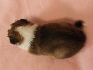 シェットランドシープドッグ（シェルティー、シェルティ）子犬販売、セーブル（セーブル＆ホワイト）、女の子（牝,雌,メス,Female）、2014年09月07日産まれ、神奈川県ブリーダー、ID7370