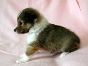 シェットランドシープドッグ（シェルティー、シェルティ）子犬販売、セーブル（セーブル＆ホワイト）、女の子（牝,雌,メス,Female）、2014年09月07日産まれ、神奈川県ブリーダー、ID7370