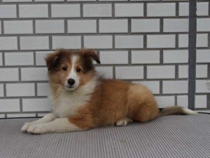 シェットランドシープドッグ（シェルティー、シェルティ）子犬販売、セーブル＆ホワイト、男の子（オス）、東京都ブリーダー、ID7439