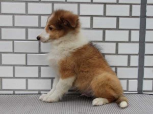 シェットランドシープドッグ（シェルティー、シェルティ）子犬販売、セーブル＆ホワイト、男の子（オス）、東京都ブリーダー、ID7439
