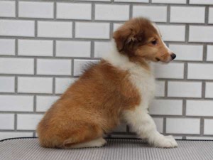 シェットランドシープドッグ（シェルティー、シェルティ）子犬販売、セーブル＆ホワイト、男の子（オス）、東京都ブリーダー、ID7439