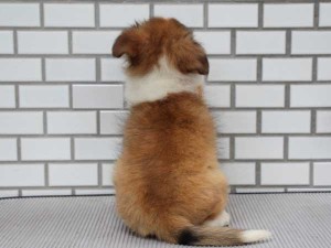 シェットランドシープドッグ（シェルティー、シェルティ）子犬販売、セーブル＆ホワイト、男の子（オス）、東京都ブリーダー、ID7439