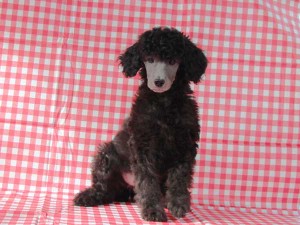 スタンダードプードル子犬販売情報。山梨県ブリーダー。女の子（メス）、シルバー、誕生日2014年8月30日。ID7541