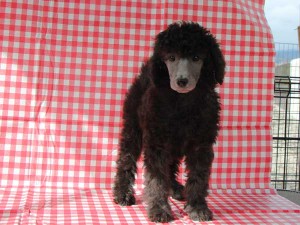 スタンダードプードル子犬販売情報。山梨県ブリーダー。女の子（メス）、シルバー、誕生日2014年8月30日。ID7541