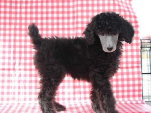 スタンダードプードル子犬販売情報。山梨県ブリーダー。女の子（メス）、シルバー、誕生日2014年8月30日。ID7541