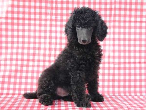 スタンダードプードル子犬販売情報。山梨県ブリーダー。男の子（オス）、ブルー（ブラックになる可能性あり）、誕生日2014年8月30日。ID7542