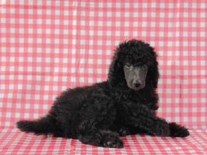 スタンダードプードル子犬販売情報。山梨県ブリーダー。男の子（オス）、ブルー（ブラックになる可能性あり）、誕生日2014年8月30日。ID7542