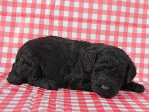 スタンダードプードル子犬販売情報。山梨県ブリーダー。男の子（オス）、ブルー（ブラックになる可能性あり）、誕生日2014年10月01日。ID7543