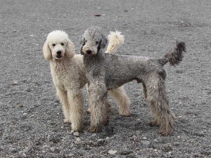 スタンダードプードル子犬販売情報。山梨県ブリーダー。男の子（オス）、ブルー（ブラックになる可能性あり）、誕生日2014年8月30日、父犬、母犬。ID7541、ID7542
