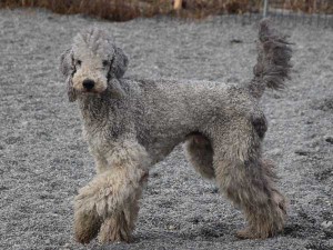スタンダードプードル子犬販売情報。山梨県ブリーダー。男の子（オス）、ブルー（ブラックになる可能性あり）、誕生日2014年8月30日、父犬、シルバー。ID7541、ID7542
