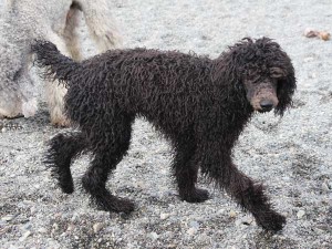 スタンダードプードル子犬販売情報。山梨県ブリーダー。男の子（オス）、ブルー、誕生日2014年03月20日。ID7544