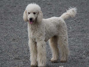 スタンダードプードル子犬販売情報。山梨県ブリーダー。男の子（オス）、ブルー（ブラックになる可能性あり）、誕生日2014年8月30日、母犬、ホワイト。ID7541、ID7542