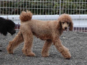 スタンダードプードル子犬販売情報。山梨県ブリーダー。男の子（オス）、ブルー（ブラックになる可能性あり）、誕生日2014年10月01日、母犬、レッド。ID7543