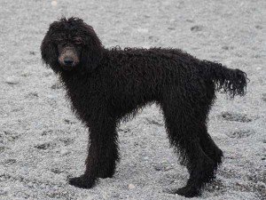 スタンダードプードル子犬販売情報。山梨県ブリーダー。男の子（オス）、ブルー、誕生日2014年03月20日。ID7544