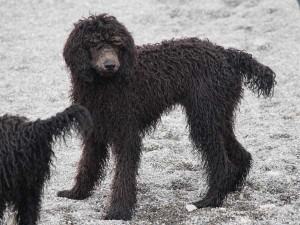 スタンダードプードル子犬販売情報。山梨県ブリーダー。男の子（オス）、ブルー、誕生日2014年03月20日。ID7544