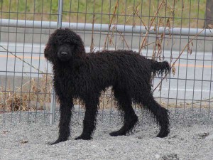 スタンダードプードル（スタンプー）子犬販売情報。山梨県ブリーダー。男の子（オス）、ブラック、誕生日2014年03月20日。ID7545