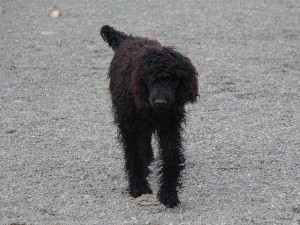 スタンダードプードル（スタンプー）子犬販売情報。山梨県ブリーダー。男の子（オス）、ブラック、誕生日2014年03月20日。ID7545