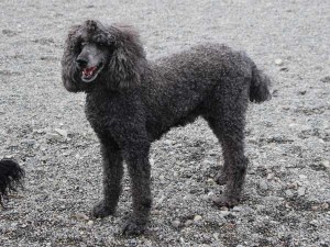 スタンダードプードル（スタンプー）子犬販売、男の子（オス）、ブルー、母犬、ID7544、ID7545