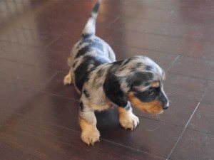 カニーンヘンダックスフンド子犬販売、ロングヘアード、シルバーダップル、女の子（メス）、2014年09月17日産まれ、大阪府ブリーダー、ID7516