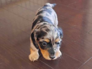 カニーンヘンダックスフンド子犬販売、ロングヘアード、シルバーダップル、女の子（メス）、2014年09月17日産まれ、大阪府ブリーダー、ID7516