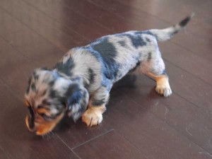 カニーンヘンダックスフンド子犬販売、ロングヘアード、シルバーダップル、女の子（メス）、2014年09月17日産まれ、大阪府ブリーダー、ID7516
