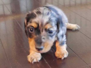 カニーンヘンダックスフンド子犬販売、ロングヘアード、シルバーダップル、女の子（メス）、2014年09月17日産まれ、大阪府ブリーダー、ID7516