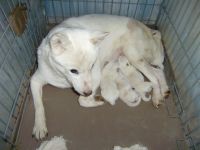 北海道犬子犬販売、男の子（オス）、女の子（メス）、白毛、2014年11月24日産まれ、大阪府ブリーダー、ID7798、ID7799、ID7800、ID7801