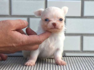 チワワロングコート子犬販売、パーティーカラー（ホワイト＆クリーム）、男の子（オス）、2014年10月6日産まれ、東京都ブリーダー、ID7645