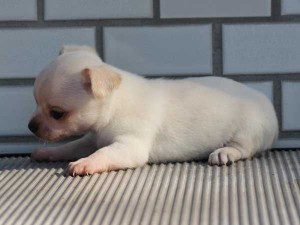 チワワスムースコート子犬販売、パーティーカラー（ホワイト＆クリーム）、男の子（オス）、2014年10月6日産まれ、東京都ブリーダー、ID7646