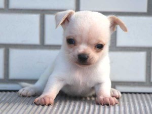 チワワスムースコート子犬販売、パーティーカラー（ホワイト＆クリーム）、男の子（オス）、2014年10月6日産まれ、東京都ブリーダー、ID7646