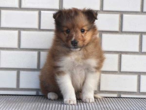 シェットランドシープドッグ（シェルティー、シェルティ）子犬販売、セーブル＆ホワイト、男の子（オス）、東京都ブリーダー、ID7647-2