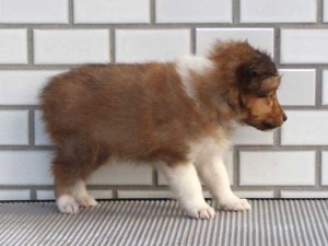 シェットランドシープドッグ（シェルティー、シェルティ）子犬販売、セーブル＆ホワイト、男の子（オス）、東京都ブリーダー、ID7647-3