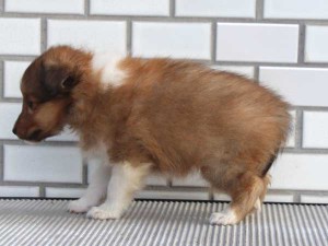 シェットランドシープドッグ（シェルティー、シェルティ）子犬販売、セーブル＆ホワイト、男の子（オス）、東京都ブリーダー、ID7647-4