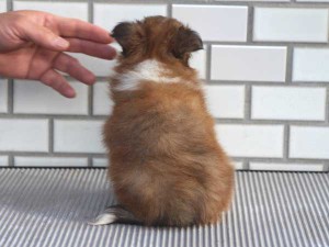 シェットランドシープドッグ（シェルティー、シェルティ）子犬販売、セーブル＆ホワイト、男の子（オス）、東京都ブリーダー、ID7647-5
