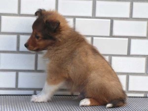 シェットランドシープドッグ（シェルティー、シェルティ）子犬販売、セーブル＆ホワイト、男の子（オス）、東京都ブリーダー、ID7648-2