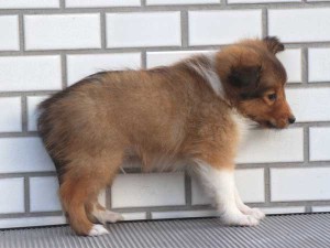 シェットランドシープドッグ（シェルティー、シェルティ）子犬販売、セーブル＆ホワイト、男の子（オス）、東京都ブリーダー、ID7648-4