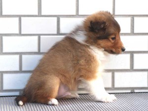 シェットランドシープドッグ（シェルティー、シェルティ）子犬販売、セーブル＆ホワイト、男の子（オス）、東京都ブリーダー、ID7648-3