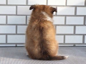 シェットランドシープドッグ（シェルティー、シェルティ）子犬販売、セーブル＆ホワイト、男の子（オス）、東京都ブリーダー、ID7648-5