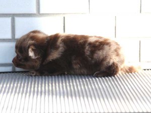ミックス犬（ポメックス）子犬販売、男の子（オス）、チョコダップル、2014年10月04日産まれ、東京都ブリーダー、ID7649