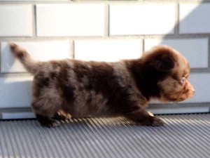 ミックス犬（ポメックス）子犬販売、男の子（オス）、チョコダップル、2014年10月04日産まれ、東京都ブリーダー、ID7649