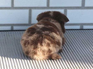ミックス犬（ポメックス）子犬販売、男の子（オス）、チョコダップル、2014年10月04日産まれ、東京都ブリーダー、ID7649