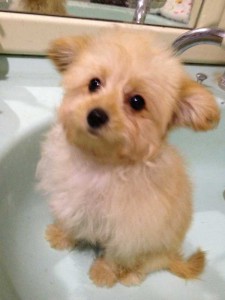 ミックス犬（マルプー）子犬販売、女の子（メス）、アプリコット、2014年08月09日産まれ、埼玉県ブリーダー、ID7797