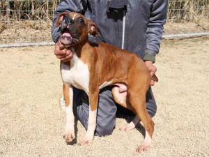 ボクサー子犬販売情報、千葉県ブリーダー、男の子（オス）、ブリンドル、2014年6月27日生れ、ID8240