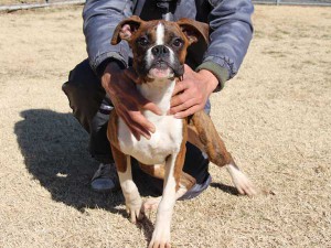ボクサー子犬販売情報、千葉県ブリーダー、男の子（オス）、ブリンドル、2014年6月27日生れ、ID8241