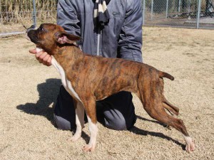 ボクサー子犬販売情報、千葉県ブリーダー、男の子（オス）、ブリンドル、2014年6月27日生れ、ID8241