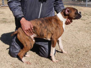 ボクサー子犬販売情報、千葉県ブリーダー、男の子（オス）、ブリンドル、2014年6月27日生れ、ID8241