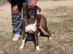 ボクサー子犬販売情報、千葉県ブリーダー、女の子（メス）、ブリンドル、2014年6月27日生れ、ID8242